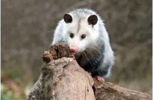 possum catcher in