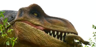 What Dinosaur has 500 teeth.