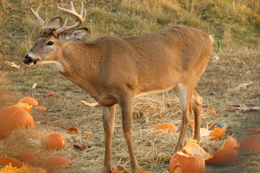 Can Deer Eat Hydrangeas And Pumpkins? The Answer Might Surprise You