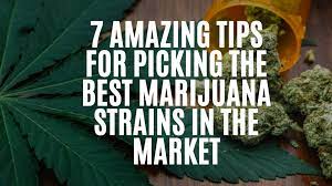 The Easiest Way To Pick The Best Strain Of Marijuana For Your Needs