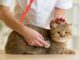 Utilize These Feline Care Tips At Home