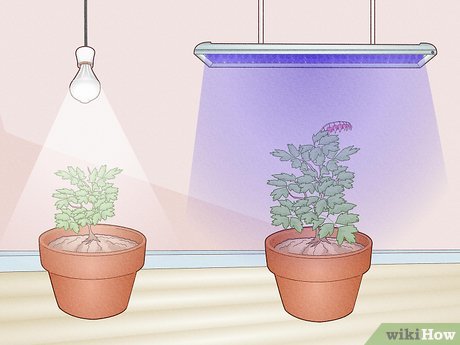 How To Plant And Care For A Pet Plant Using Grow Light