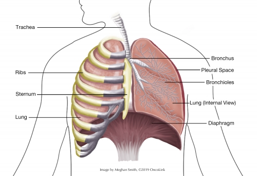 The Dangers of Mesothelioma - What You Need to Know