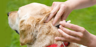 How To Safely Remove Fleas And Ticks From Your Home?