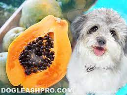 Keep Fido Healthy: Can Dogs Eat Papaya?