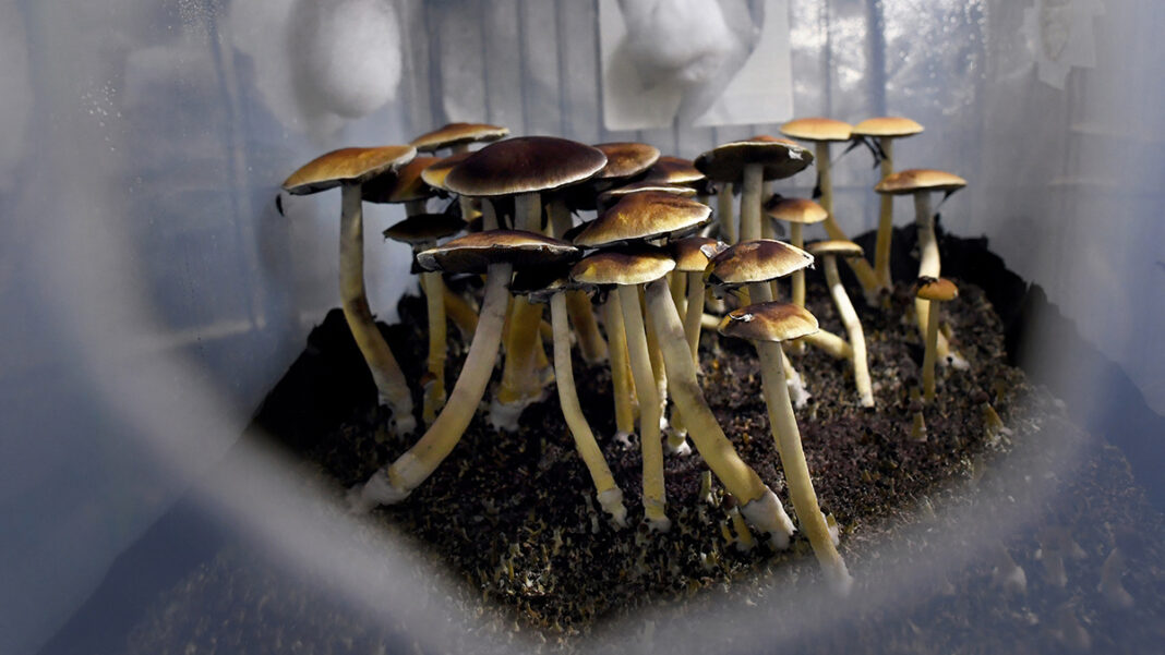 Exploring the History of Magic Mushrooms