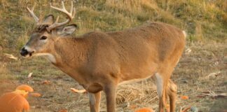 Can Deer Eat Hydrangeas And Pumpkins? The Answer Might Surprise You