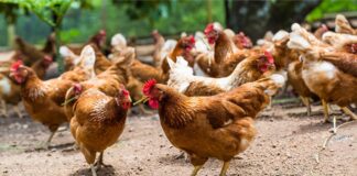 Poultry Farming in Kenya