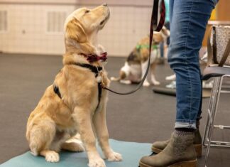 Training Your Dog to be a Canine Good Citizen