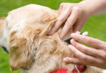 How To Safely Remove Fleas And Ticks From Your Home?