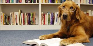 The Joy of Reading to Your Dog: The Benefits of Sharing Stories with Your Furry Friend
