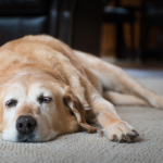 Cancer in Dogs: How Common is It and What You Can Do About It