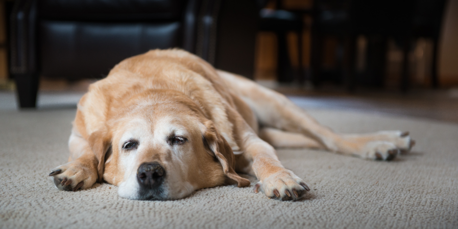 Cancer in Dogs: How Common is It and What You Can Do About It