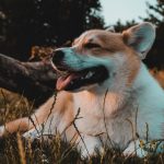 The Role Of Veterinary Hospitals In Managing Chronic Conditions