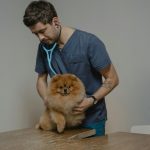 The Lifelong Impact Of Consistent Care From A General Veterinarian