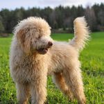Parasite Prevention And Treatment In General Veterinary Practice