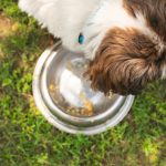 Nutrition And Weight Management Tips From A General Veterinarian
