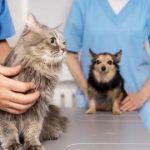 4 Steps To Coordinating Multi Specialty Treatments In Your Veterinary Hospital