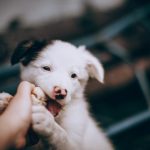 Caring For Senior Pets: How General Veterinarians Help Enhance Quality Of Life