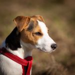 Step-By-Step Guide: How To Put On A Dog Harness Properly
